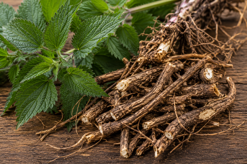 Nettle Root